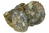 Fossil Ammonites (Hoploscaphites & Sphenodiscus) - South Dakota #137273-4